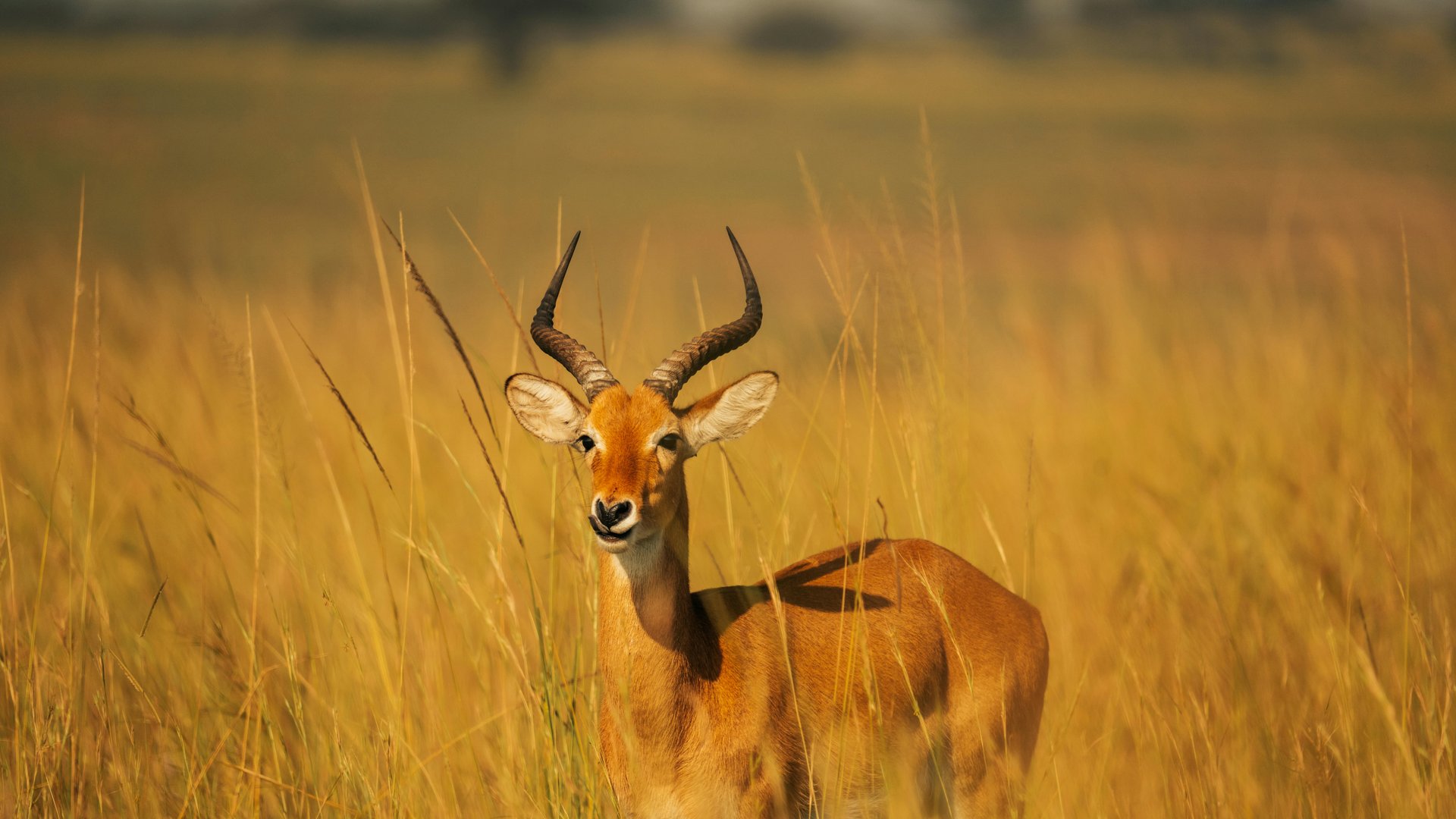 Title of the publication